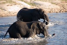 Afrikanischer Elefant (70 von 131).jpg